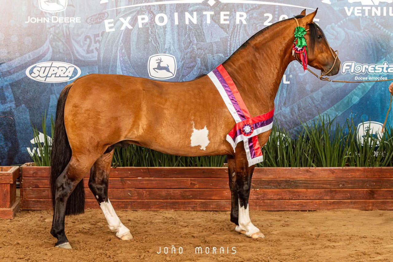 Santa Cruz do Sul – O 2º cavalo crioulo mais bonito do Brasil evidencia a força do núcleo do Vale do Rio Pardo