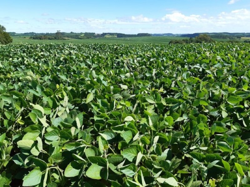 Dom Pedrito, Sta Vitória do Palmar e Vacaria entre as 100 gigantes do Agro (2023) e suas posições no ranking dos PIB municipais do RS